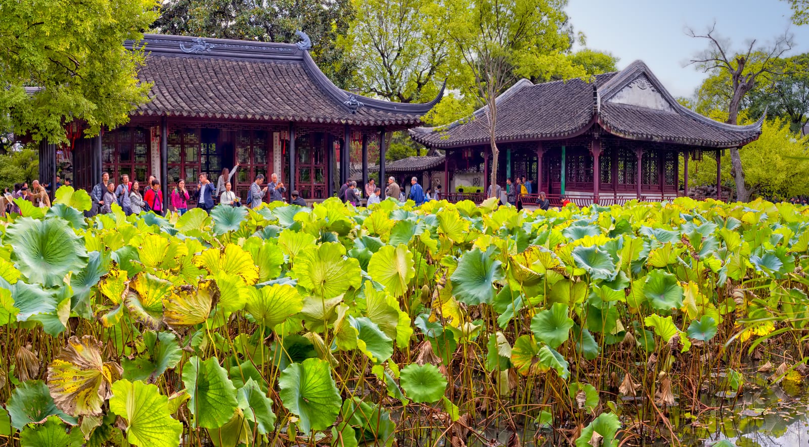 Pavilion, pond, lotus leaves and planting at the Humble Administrator's Garden in Suzhou