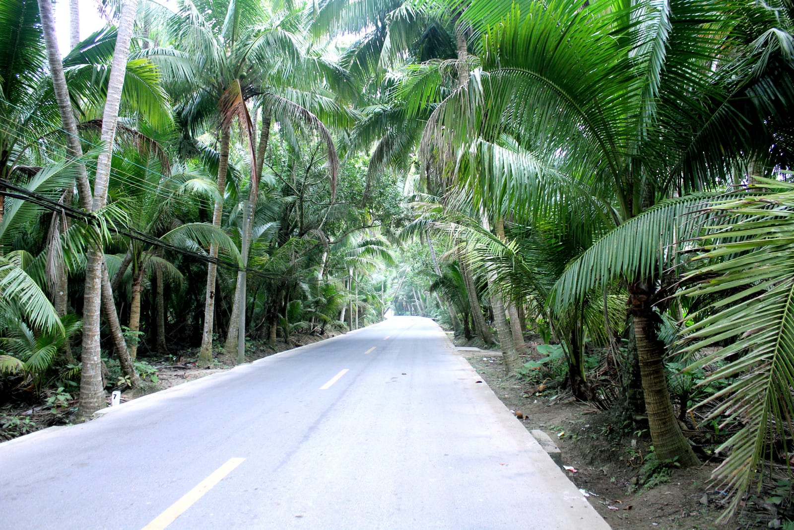 Road passing through dense coconut trees at Dongjiao in Wenchang