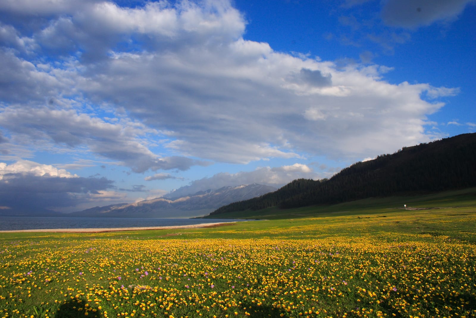 Sayram Lake, yellow flower meadow, mountains and clouds in Yili